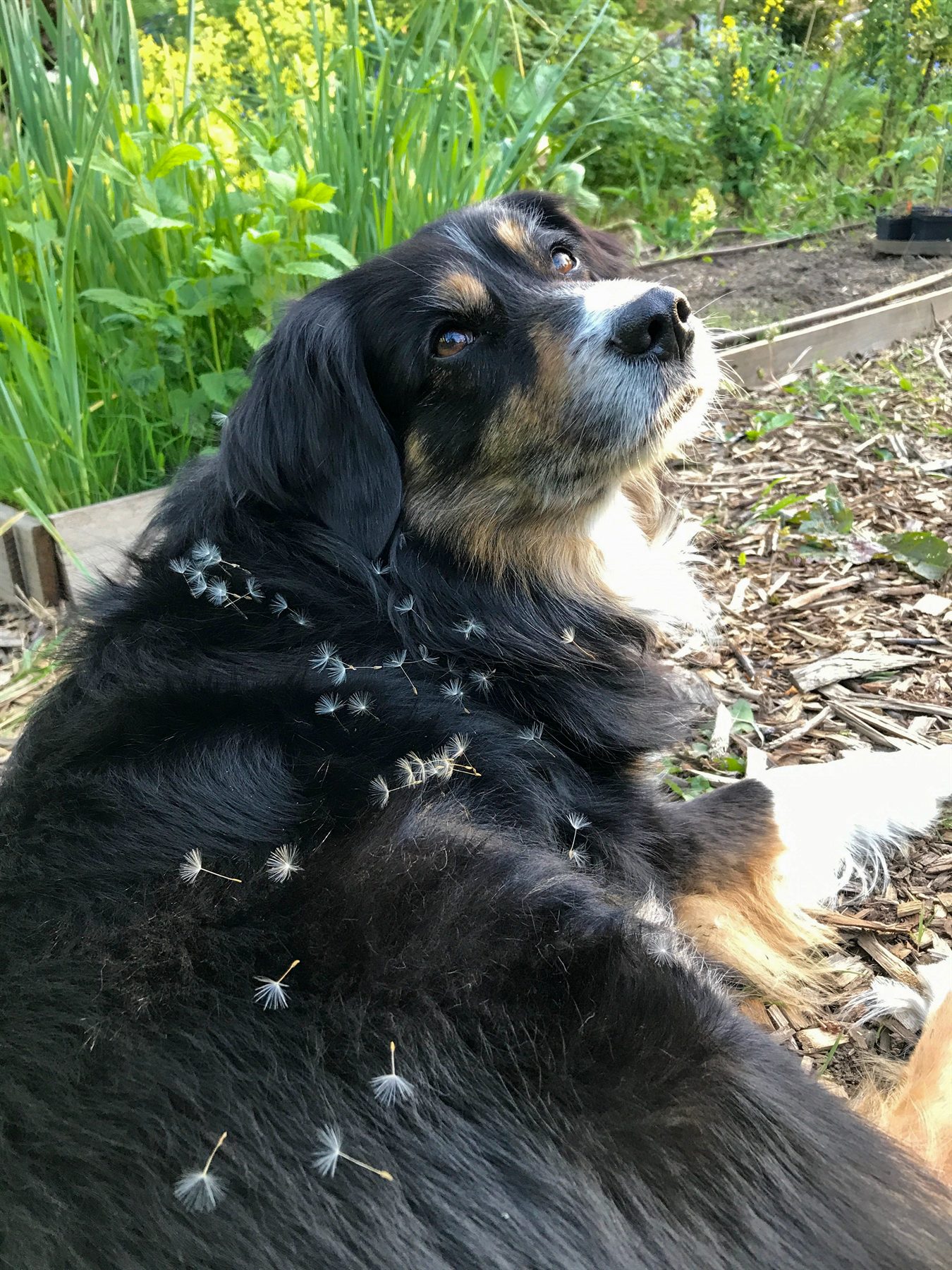 Cedar the therapy dog